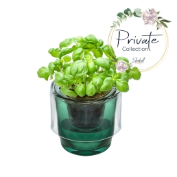 זוג גני תבלינים Roots